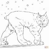 Lynx Coloring Pages Canadian Printable Cat Marvelous Drawing Color Getcolorings Colorings Supercoloring Getdrawings sketch template