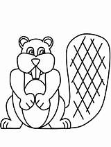Castor Castores Beaver Biber 1604 Plansa Animali Colorat Nininha Vari Patchcolagem Owl2 sketch template