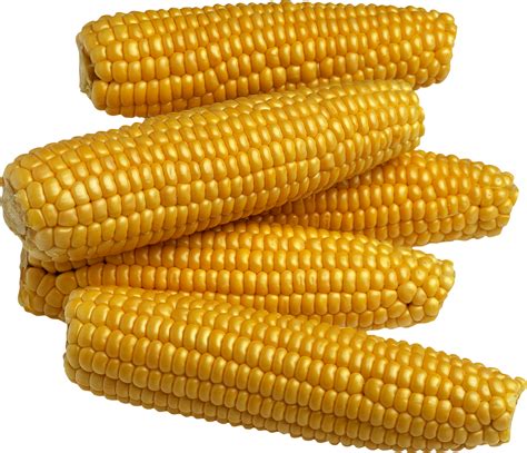 corn png images  yellow corn png