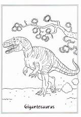 Gigantosaurus Dinosauri Dinosaurs Dinosaurus Colorare Disegni Ausmalbilder Dinosaurier Dinosaure Dinosaurussen Dieren Coloriages Dino Rex Druku Jurassic Pianetabambini Dinosauro Kolorowanki Malvorlagen sketch template