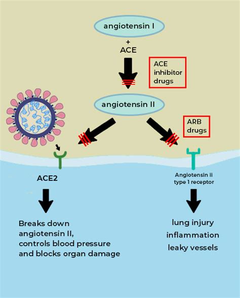 ace receptor    connected  coronavirus