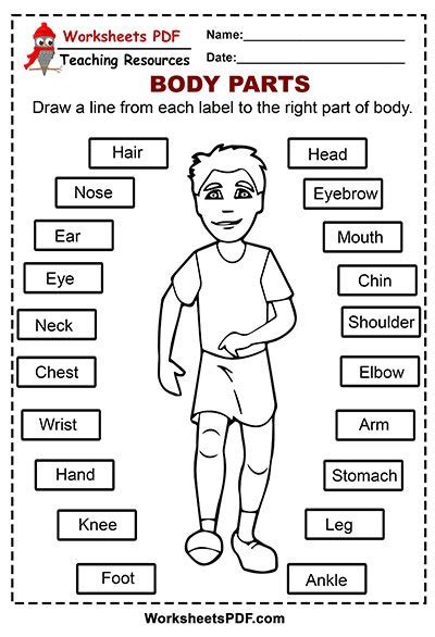 printable human anatomy worksheets  printable templates