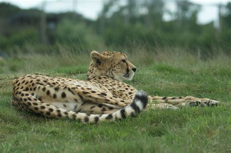 jachtluipaard  safaripark beekse bergen african animals cute animals cheetahs