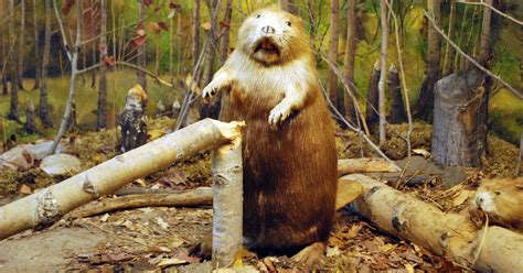 man tries to take photo of beaver it kills him