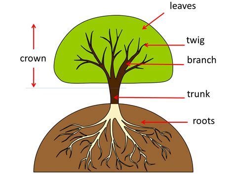 parts   tree clil science pinterest