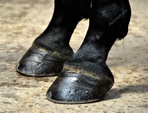 horse hoof hooves stock photo  ctrgi