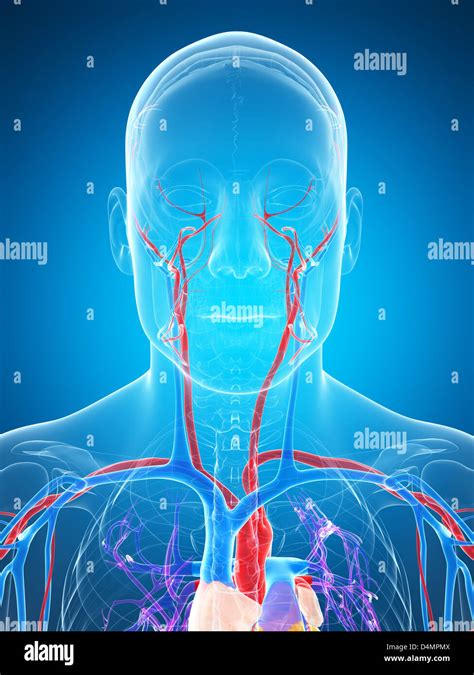 kreislauf system stockfoto bild  alamy