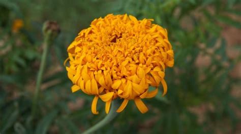 inilah arti bunga marigold    ketahui nqa