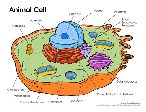 printable animal cell diagram labeled unlabeled  blank