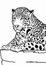 Coloring Pages Cheetah sketch template