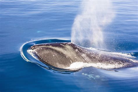 bowhead whale facts