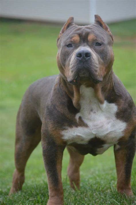images  bully breeds     pinterest