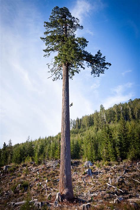 big lonely doug among largest old growth trees now on protection list