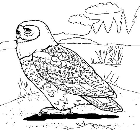 snowy owl coloring page coloringcrewcom