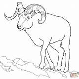 Sheep Dall Coloring Tundra Outline Animals Bighorn Pages Drawing Ram Horns Printable Schaf Ausmalbild sketch template