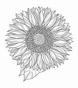 Sunflower Mandala Sunflowers Indigoblu Cling sketch template