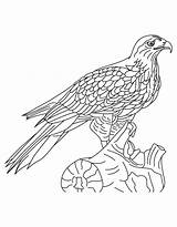 Hawk Coloring Pages Falcon Shinned Peregrine Kids Printable Results Getdrawings Tony Getcolorings Books Color sketch template