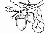 Acorn Coloring Pages Nature Drawing Line Acorns Kids Clipartmag Posted sketch template
