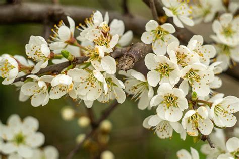 plum tree white flowers types    care