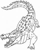 Crocodile Coloring Pages Color Animals Printable Print Animal Sheet Back Popular sketch template