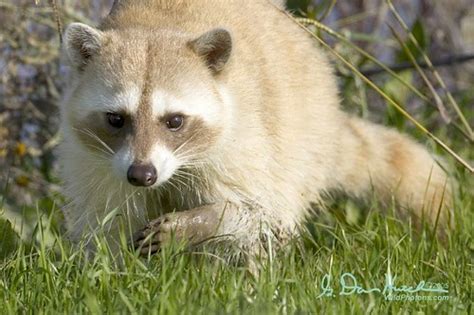 raccoon colour variations innear uk reptile forums