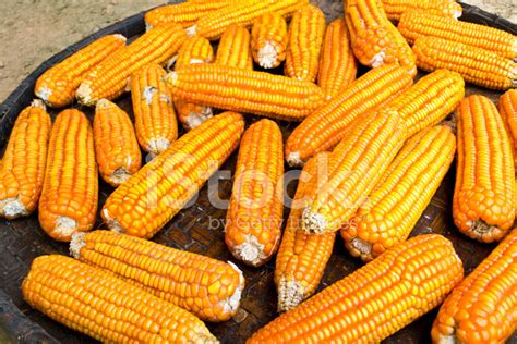 dried corn stock photo royalty  freeimages