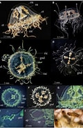 Image result for "vallentinia Gabriellae". Size: 120 x 185. Source: www.researchgate.net