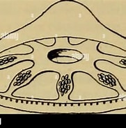 Afbeeldingsresultaten voor "haliscera Conica". Grootte: 181 x 185. Bron: www.alamy.com