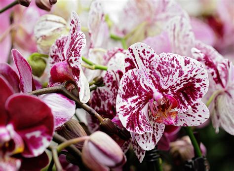 What Makes Phalaenopsis Orchids So Popular