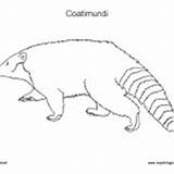 Coloring Coatimundi Mammals Category Coati Nature Coloringnature sketch template