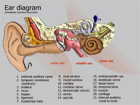 anatomy  physiology   ear
