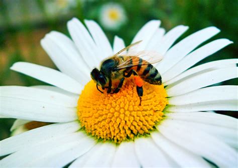 free photo bee on flower bee flower yellow free