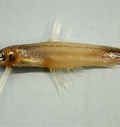 Afbeeldingsresultaten voor "bregmaceros Atlanticus". Grootte: 174 x 185. Bron: fishesofaustralia.net.au