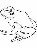 Rana Ranas Sapo Colorare Dorada Americana Disegni Bullfrog Facil Anfibi Animali Immagini Animales sketch template