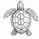 Turtle Loggerhead Turtles Fws Florida Kidsongs Pen Symmetry sketch template