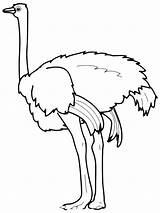 Ostrich Coloring Pages Birds Recommended sketch template