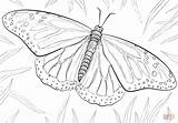 Butterfly Monarch sketch template