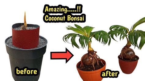 mengecilkan daun bonsai kelapa coconut bonsai kelapa tanaman