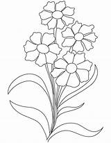 Dianthus Flower Coloring Flowers Choose Board Easy sketch template
