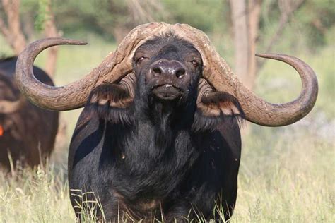 buffalo bull sold   million  south africa sapeople  worldwide south african