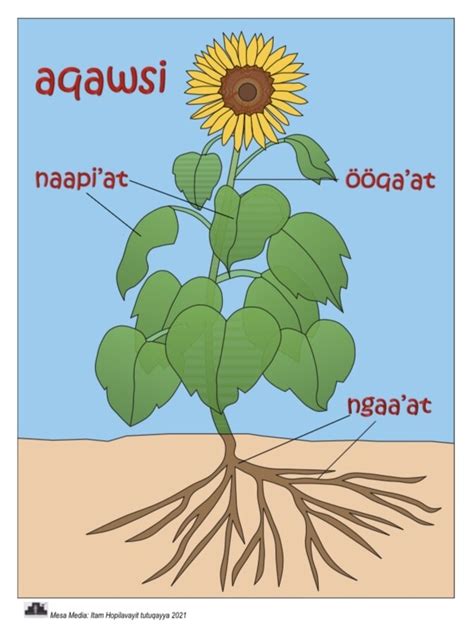 aqawsi sunflower parts   plant store mesa media