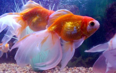 goldfish  pets