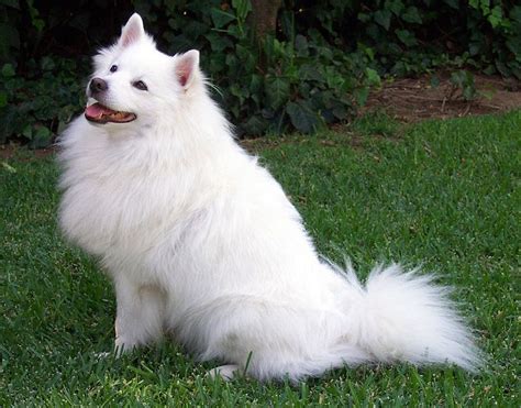 abcs  animal world amazingly beautiful  white breeds  dog