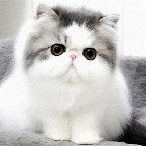 teacup tabby persian kittens pet picture gallery cute baby cats cute cat breeds cats