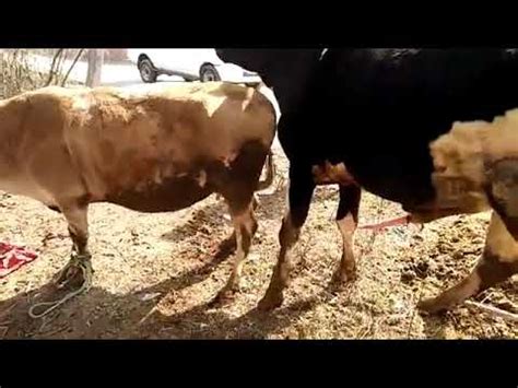 mating video compilation mating animals video youtube