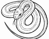 Cobra Coloring Pages Snake Color Getdrawings Getcolorings Colorings sketch template