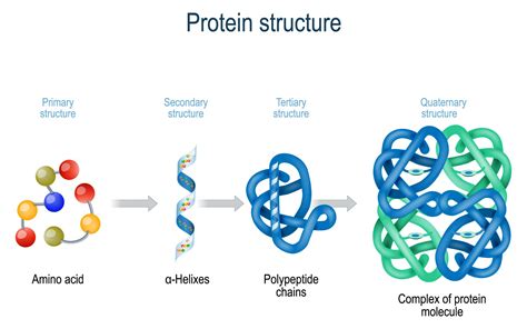 primary structure  protein proteins primary structure  protein