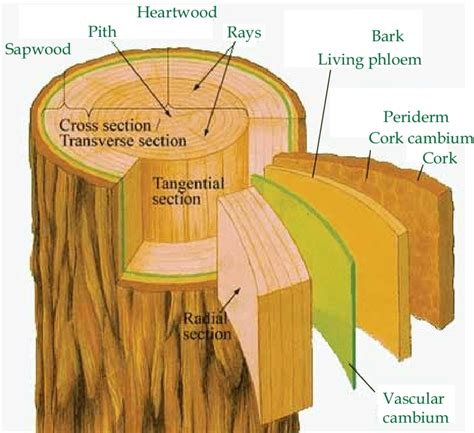 dimensional section   tree trunk  scientific diagram