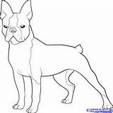 Boston Terrier Terriers sketch template