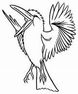 Kookaburra Coloriage Oiseau Oiseaux Colorado Colorier Pajaros Ninos Coloriages Poesie Poésie Bird Animaux Vrac Paginas Loiseau Jolie Incroyable Ausmalbilder Cardinal sketch template